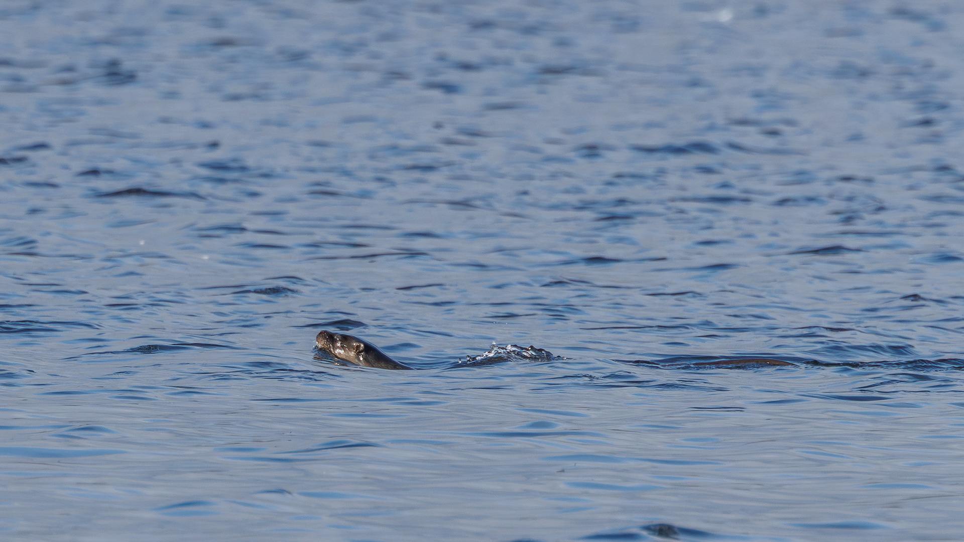 Loch Spynie - Moray