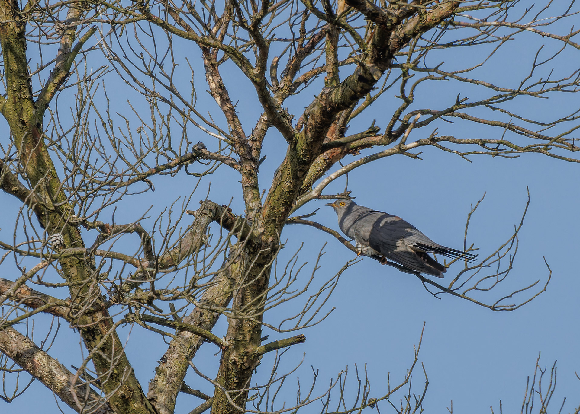 Cuckoo