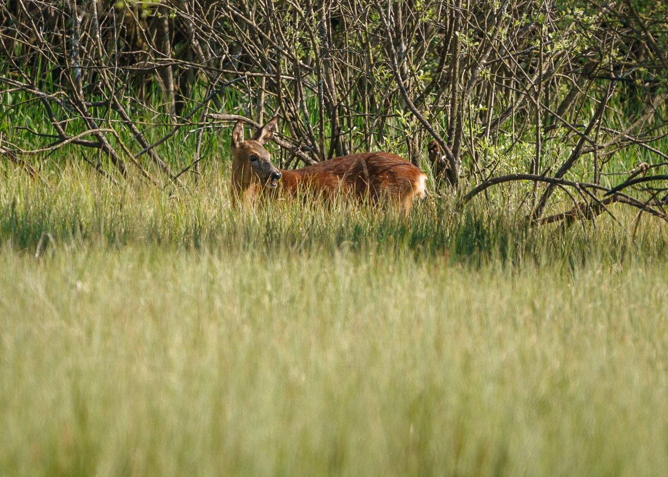 Roe Deer