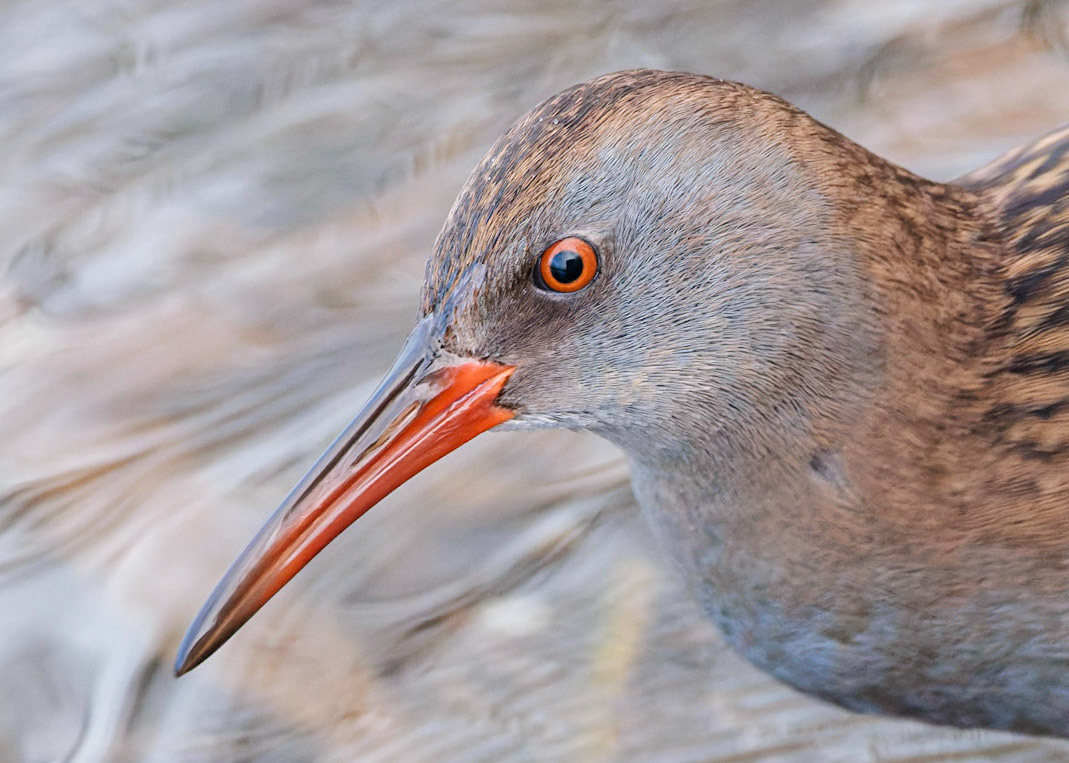 Water Rail
