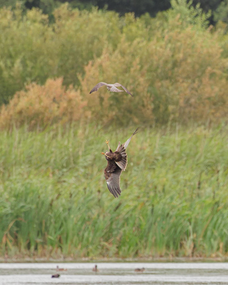 Harrier v Hobby