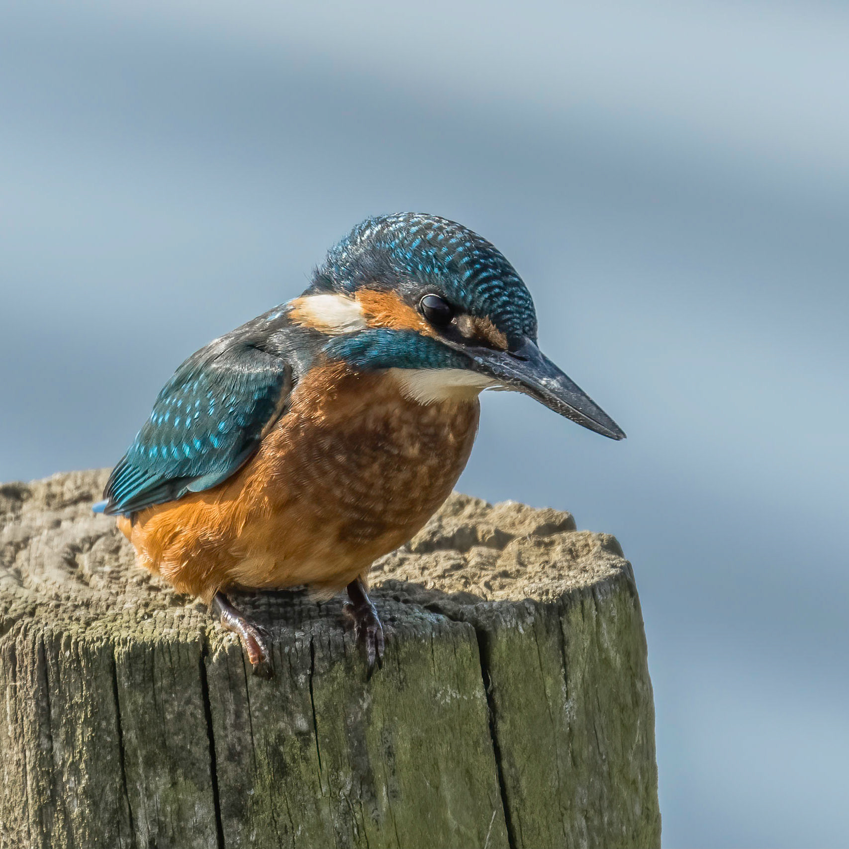 Kingfisher