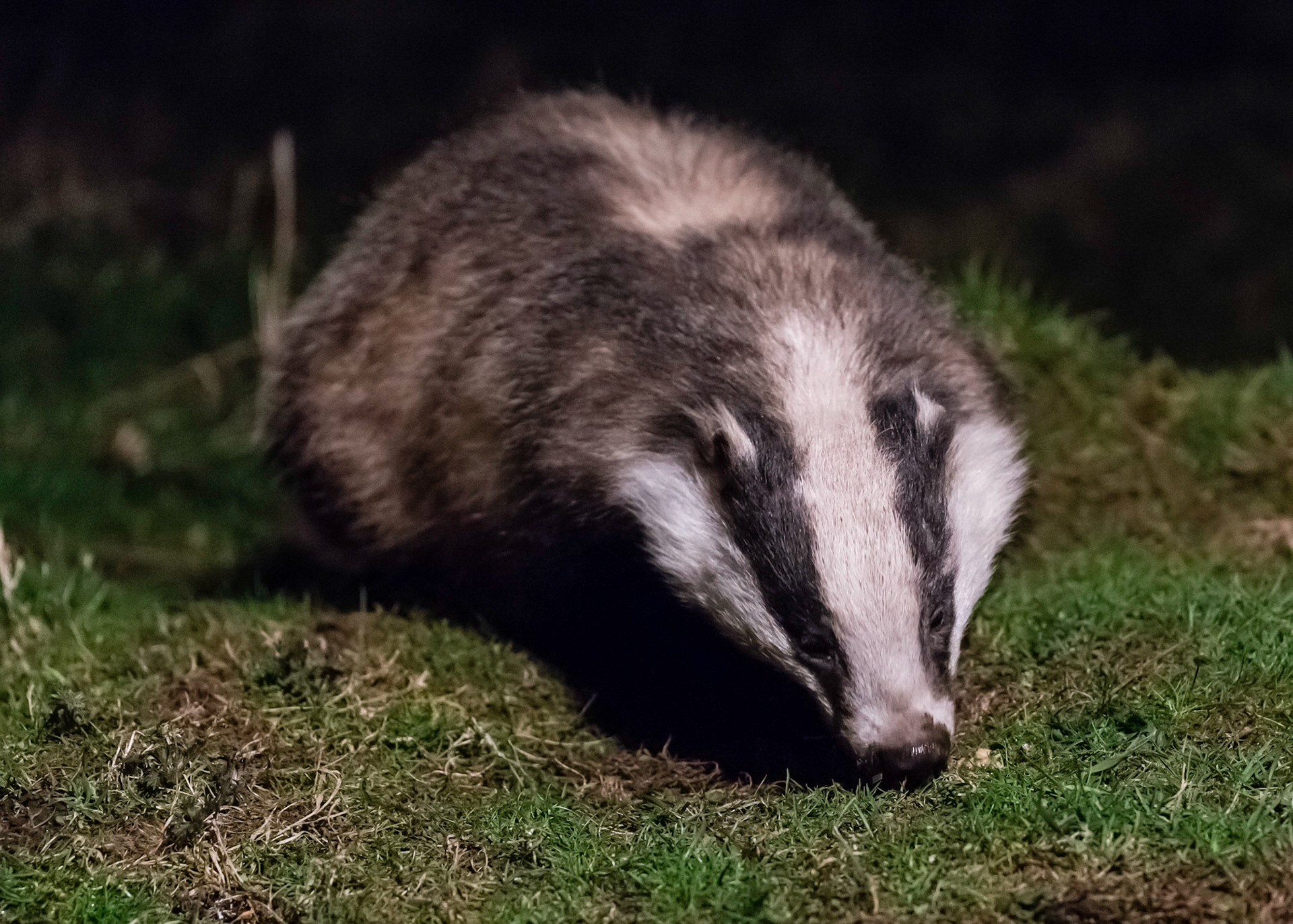 Badger