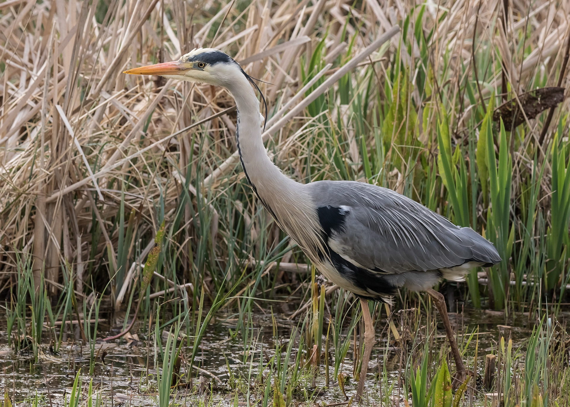 Heron