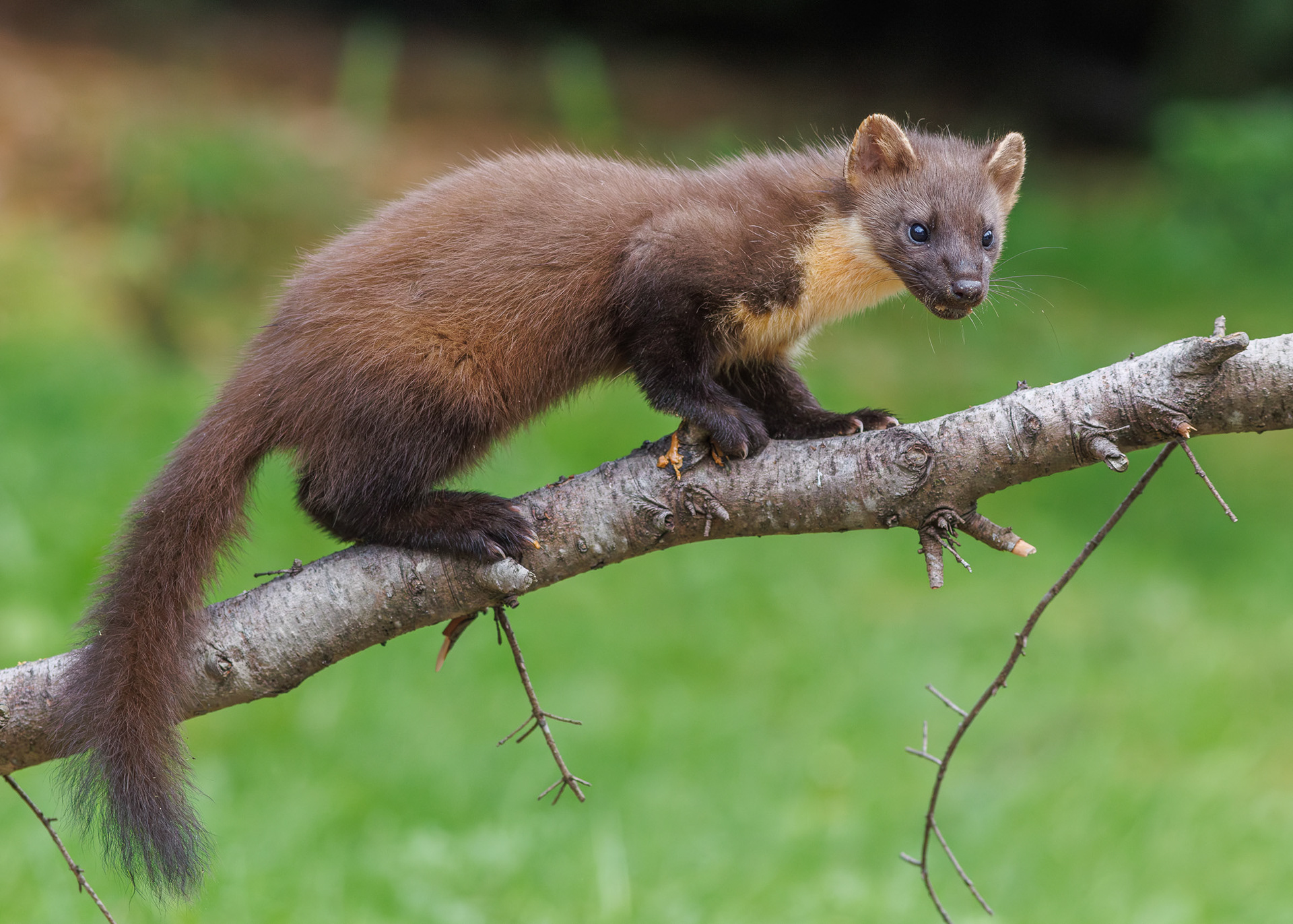 Pine Marten