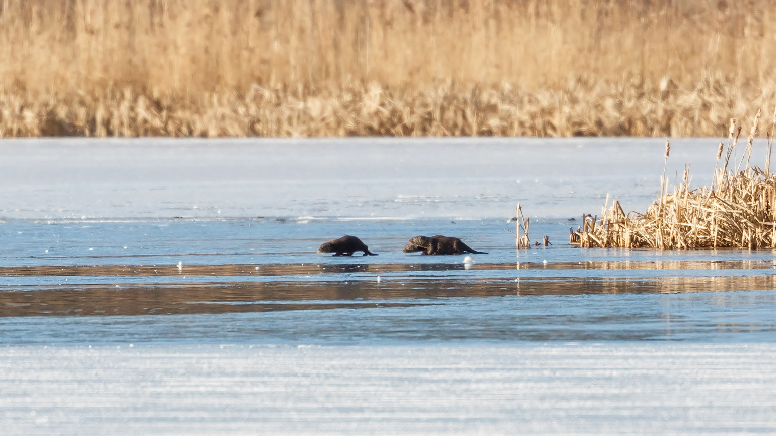 Otters