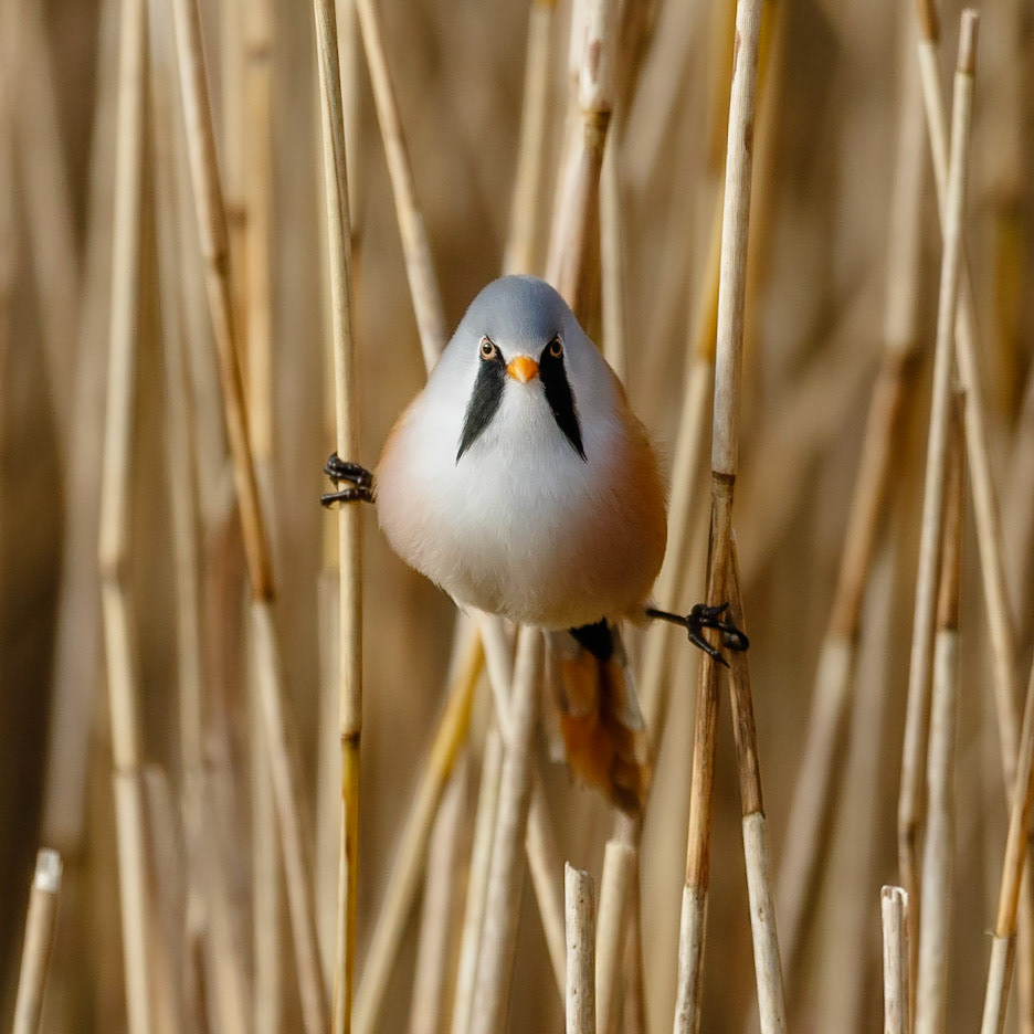 Bearded Tit