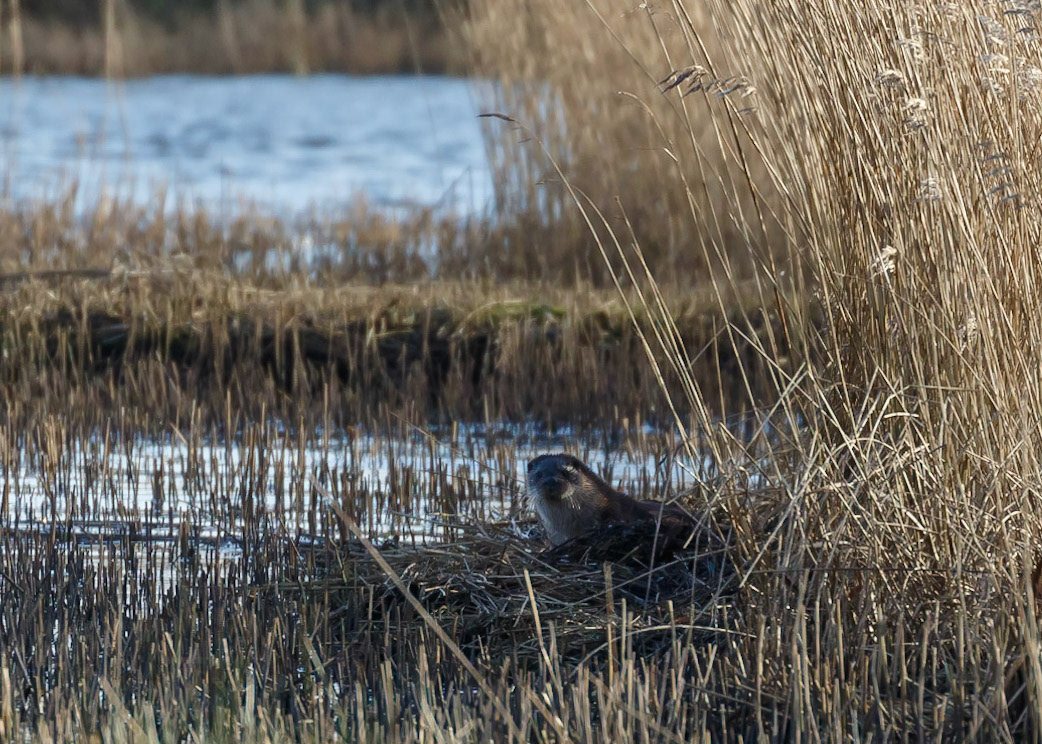 Otter