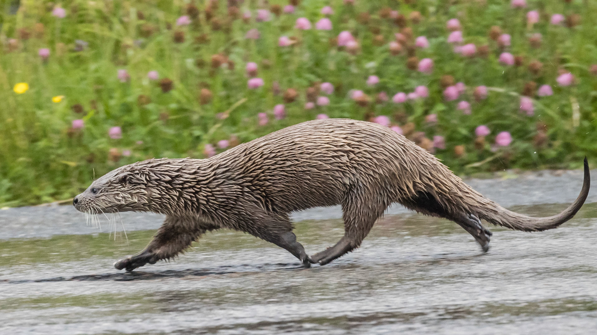 Otter