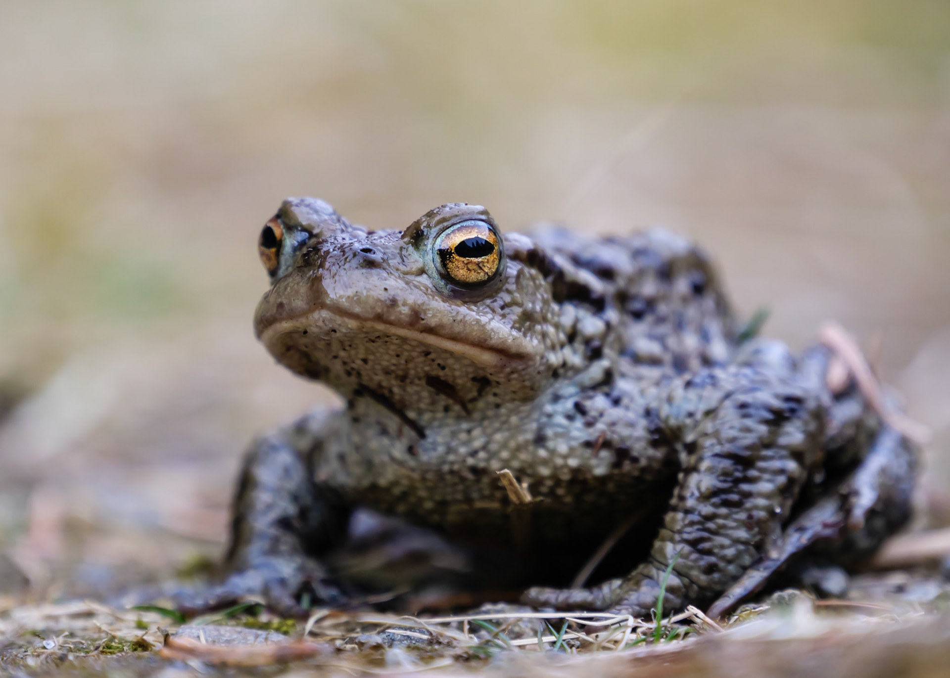 Common Toad