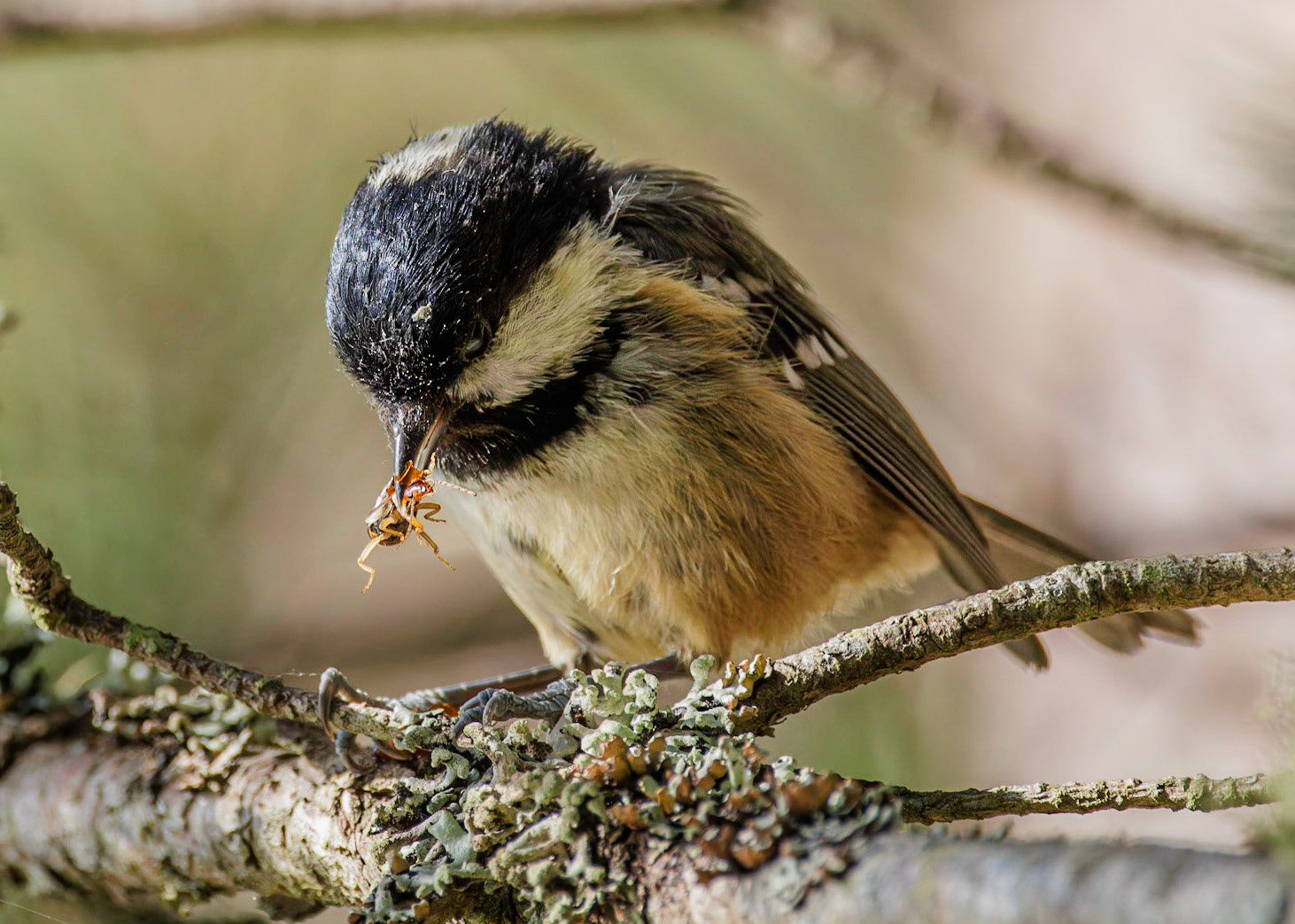 Coal Tit