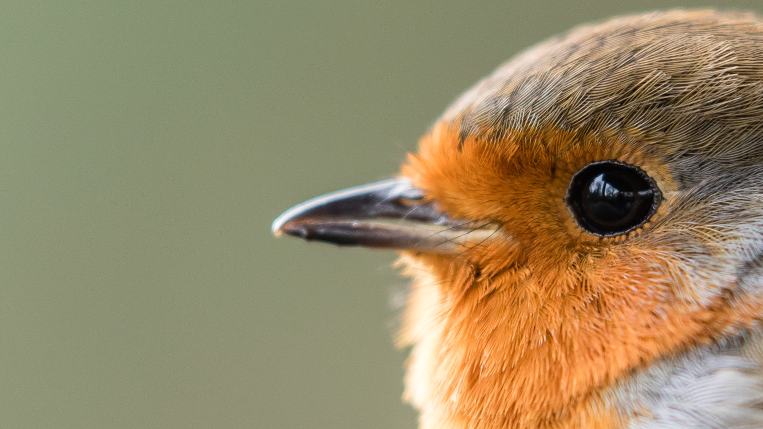 Robin