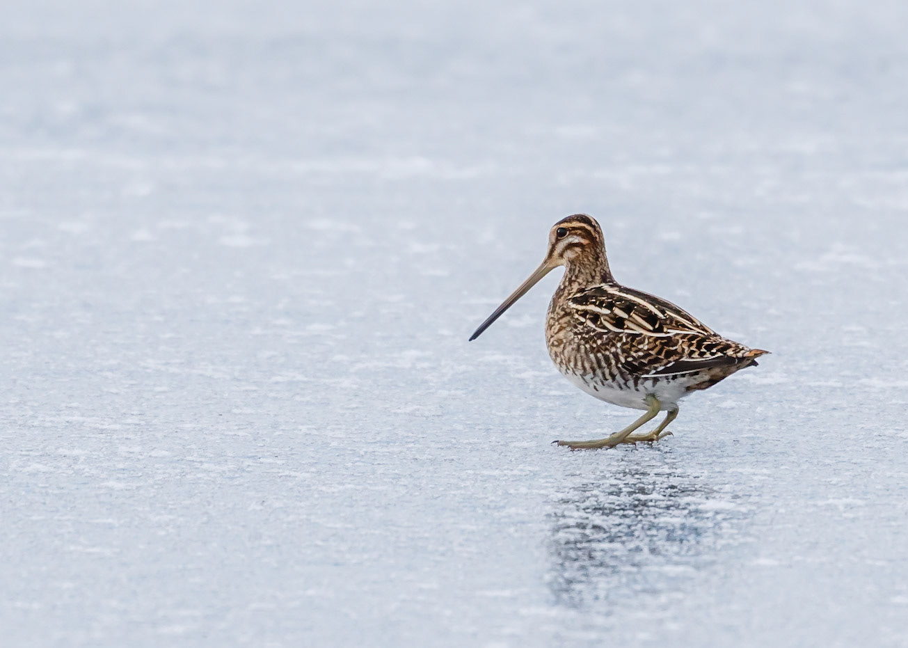 Snipe