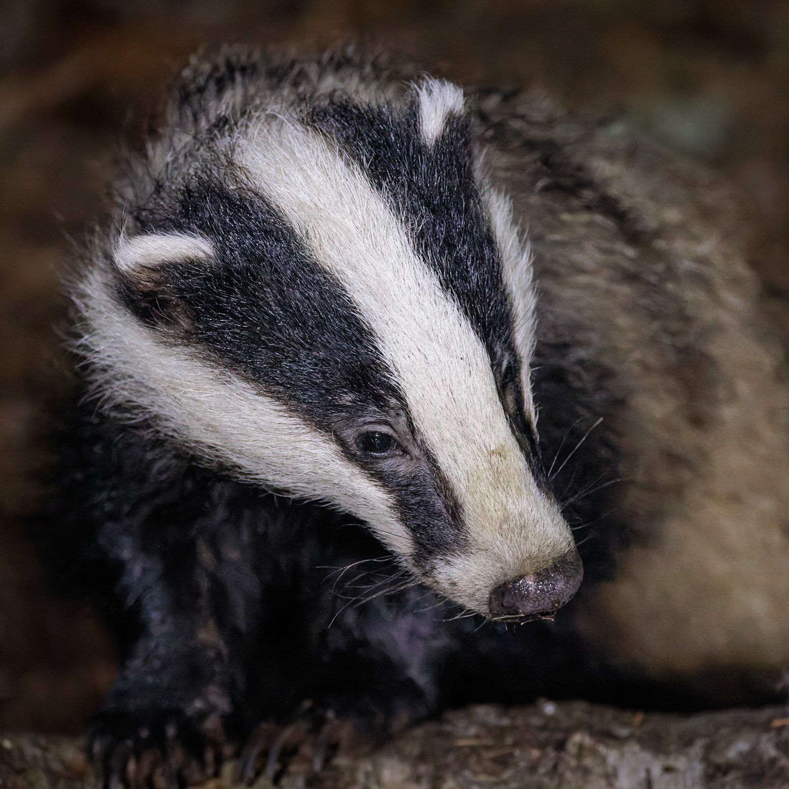 Badger