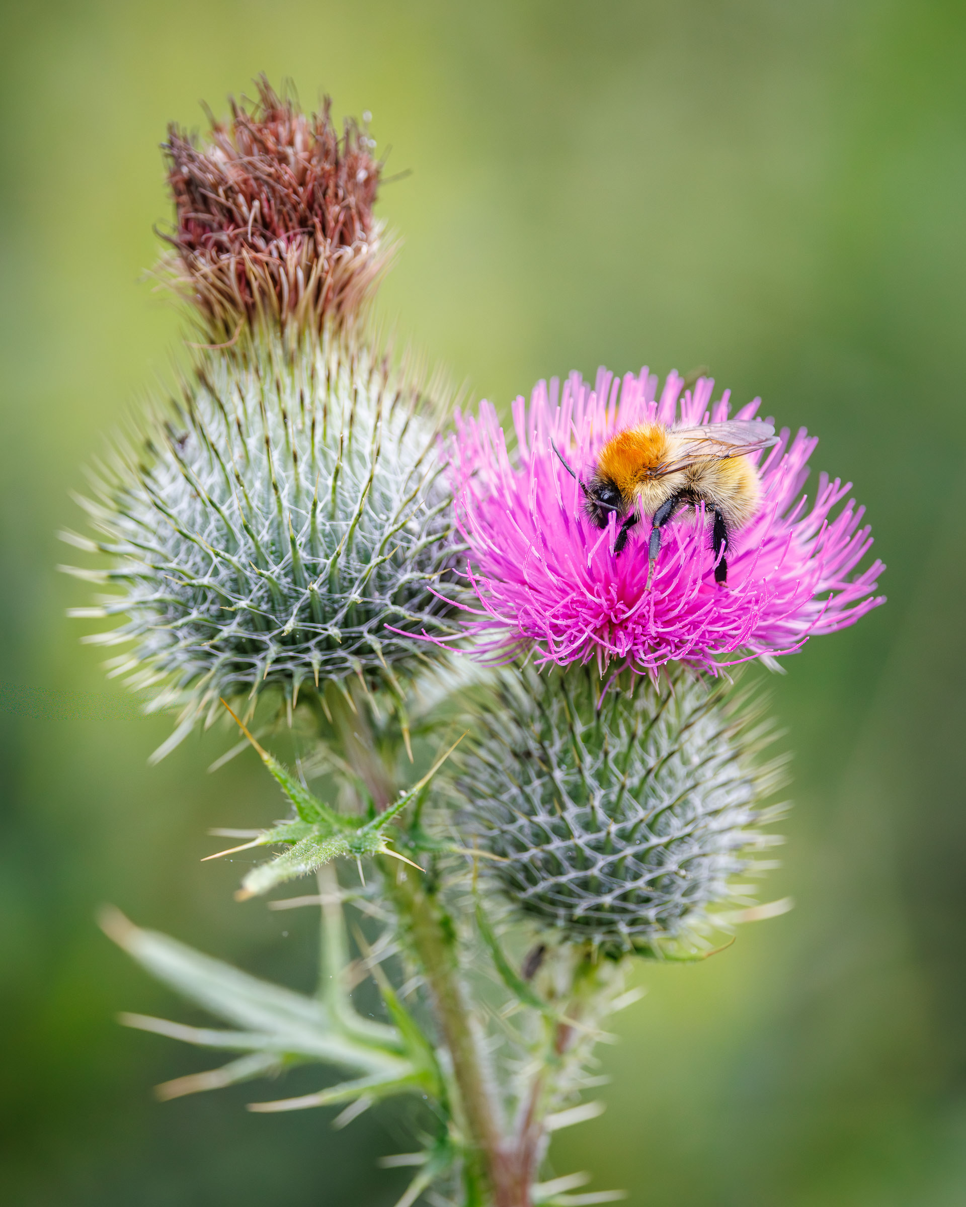 Bee