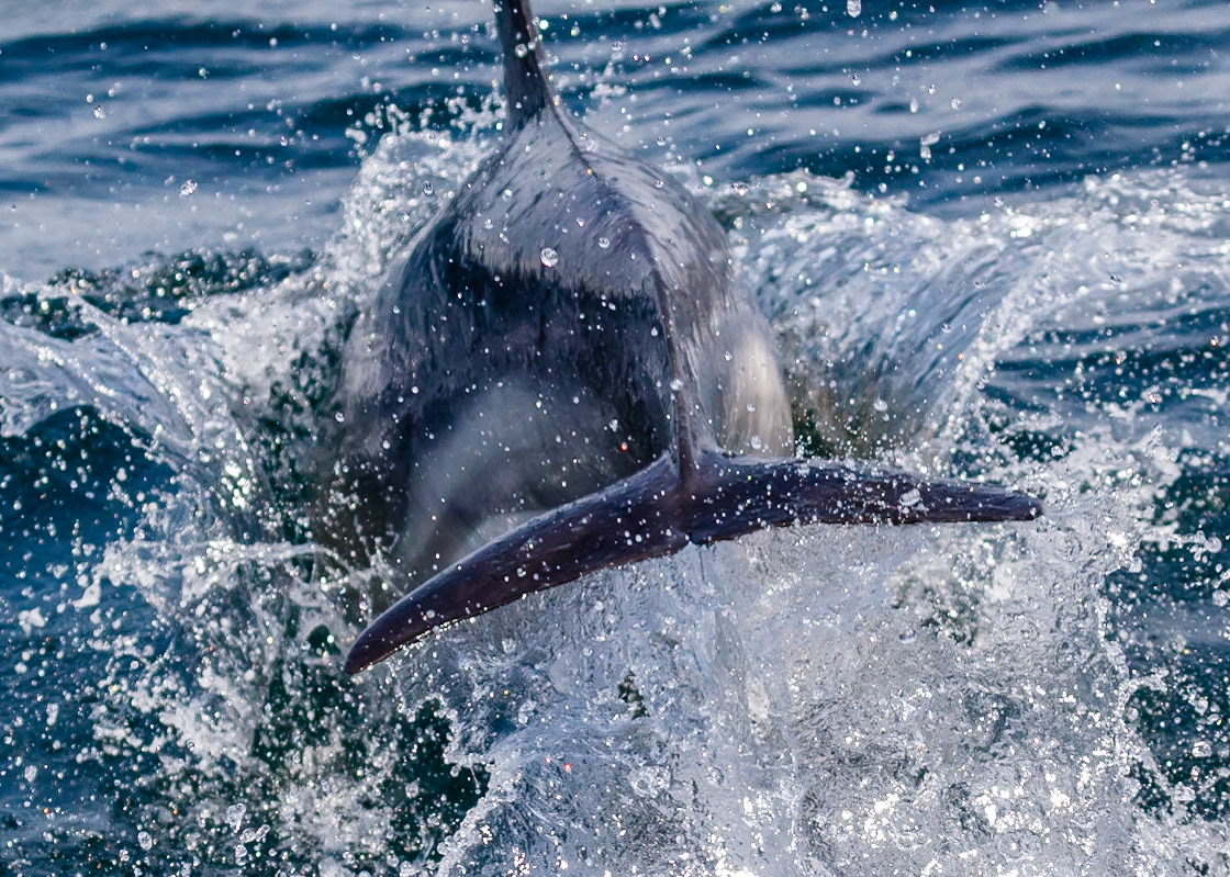 Common Dolphin