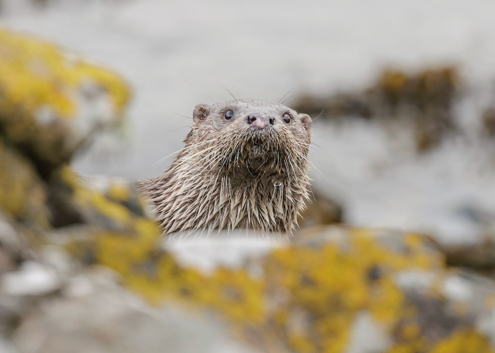 Otter
