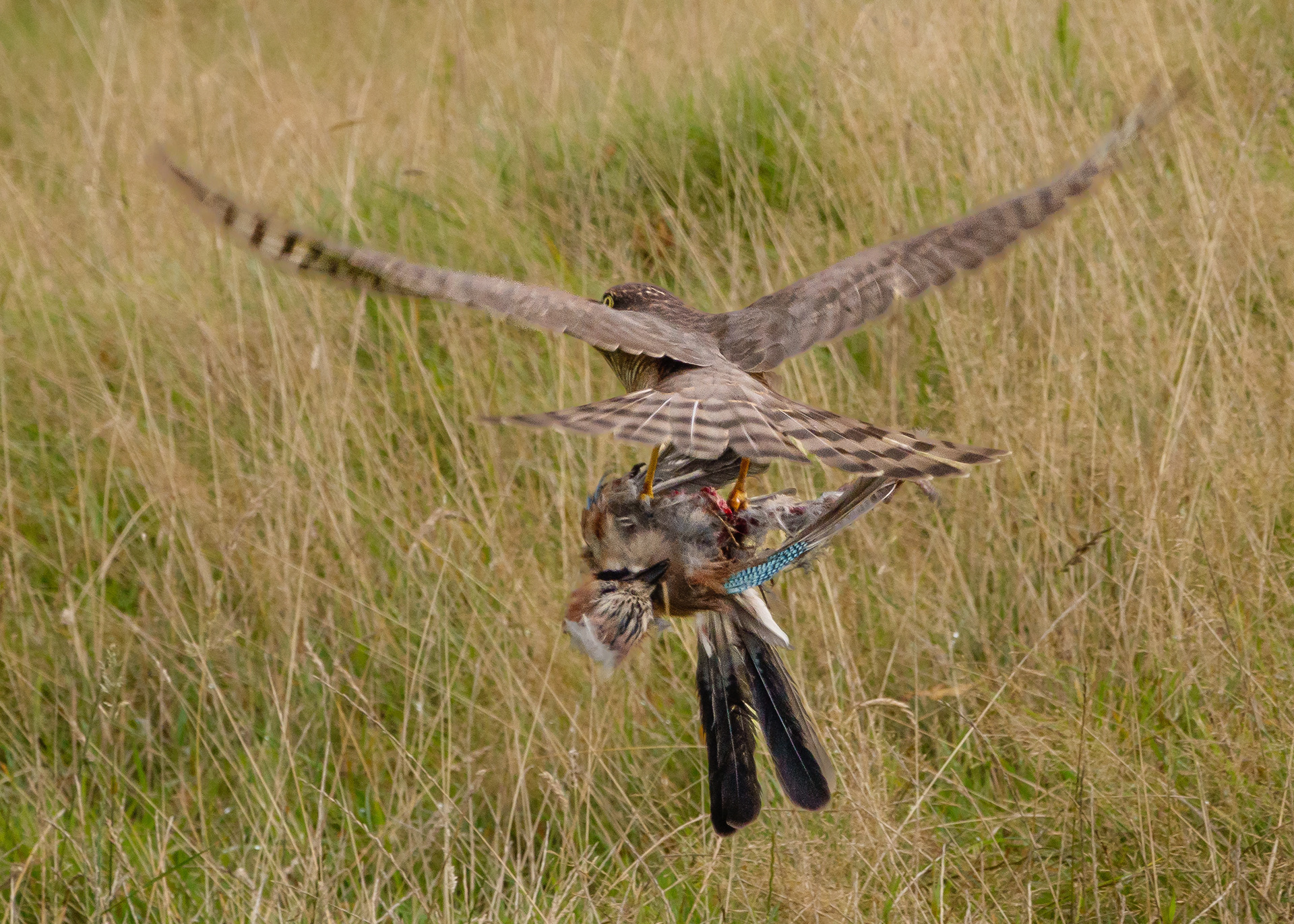 Sparrowhawk