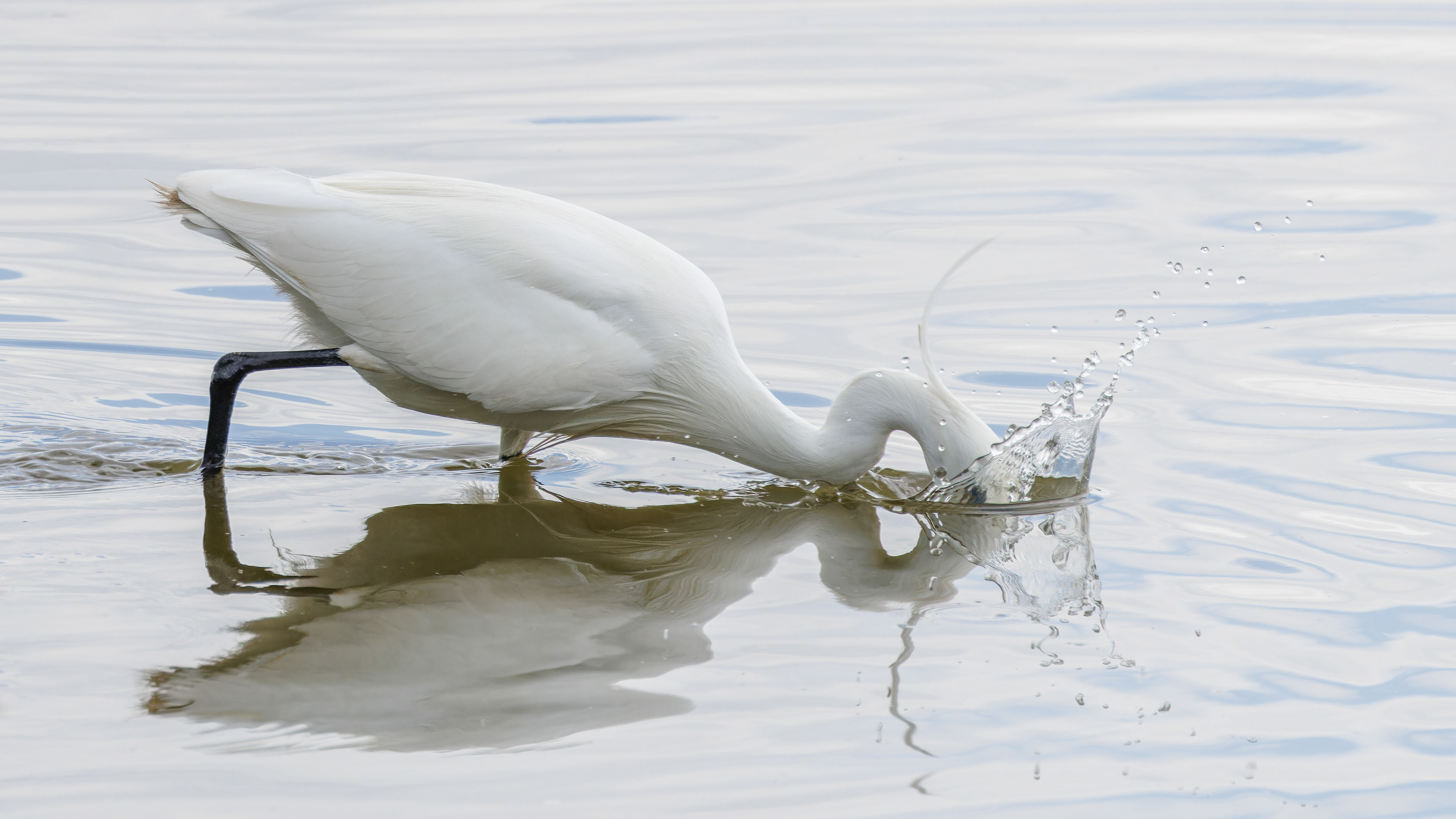 Little Egret