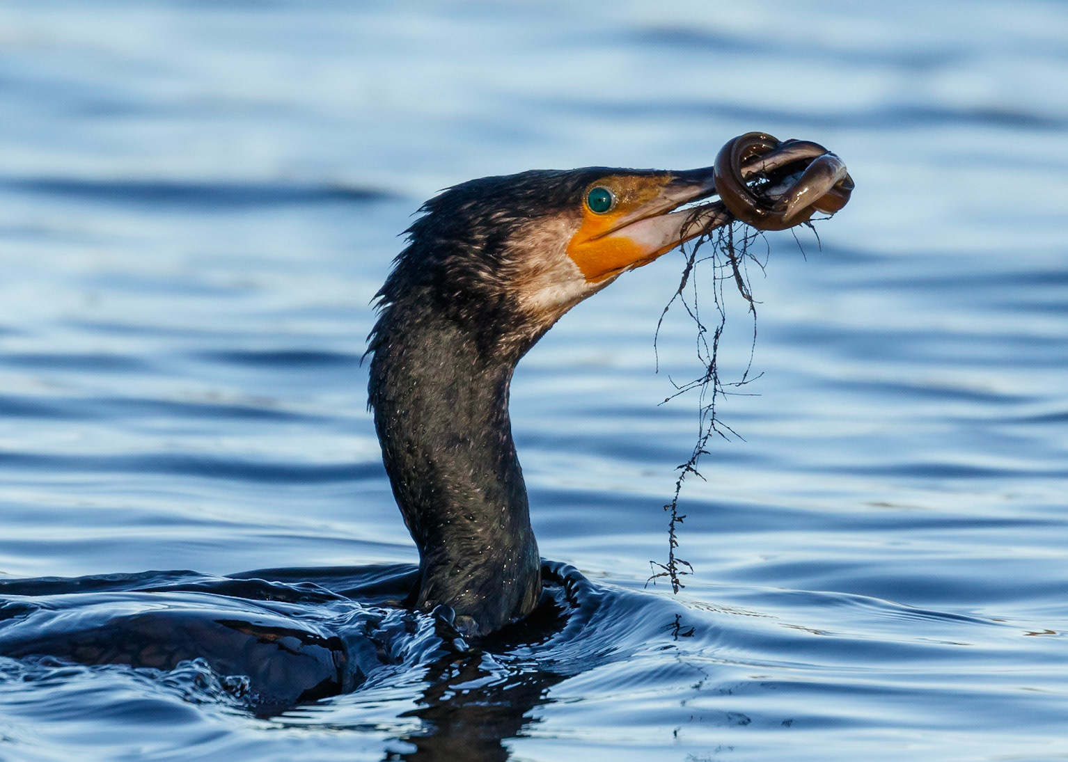 Cormorant