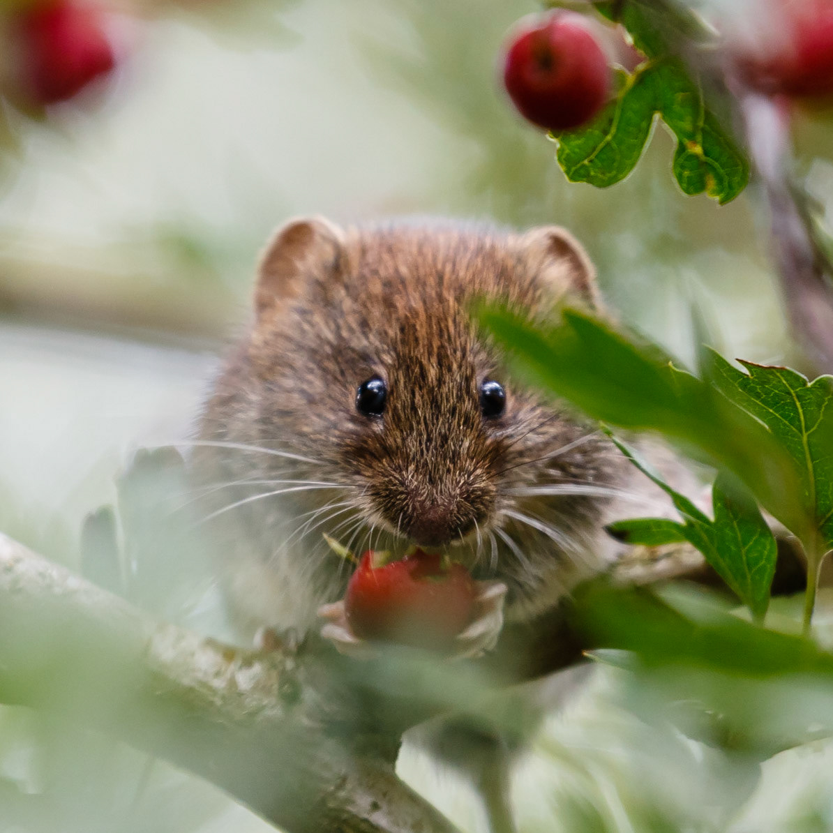 Field Vole