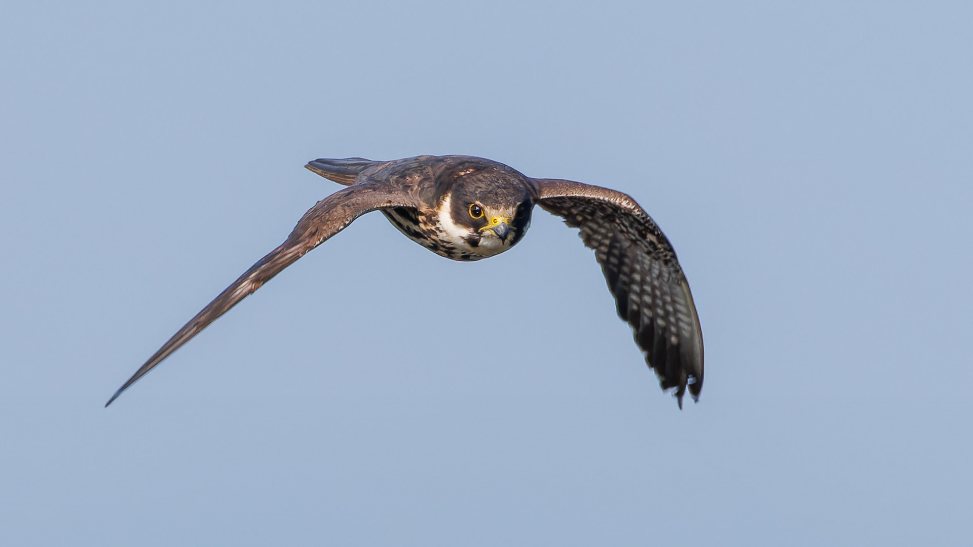 Hobby