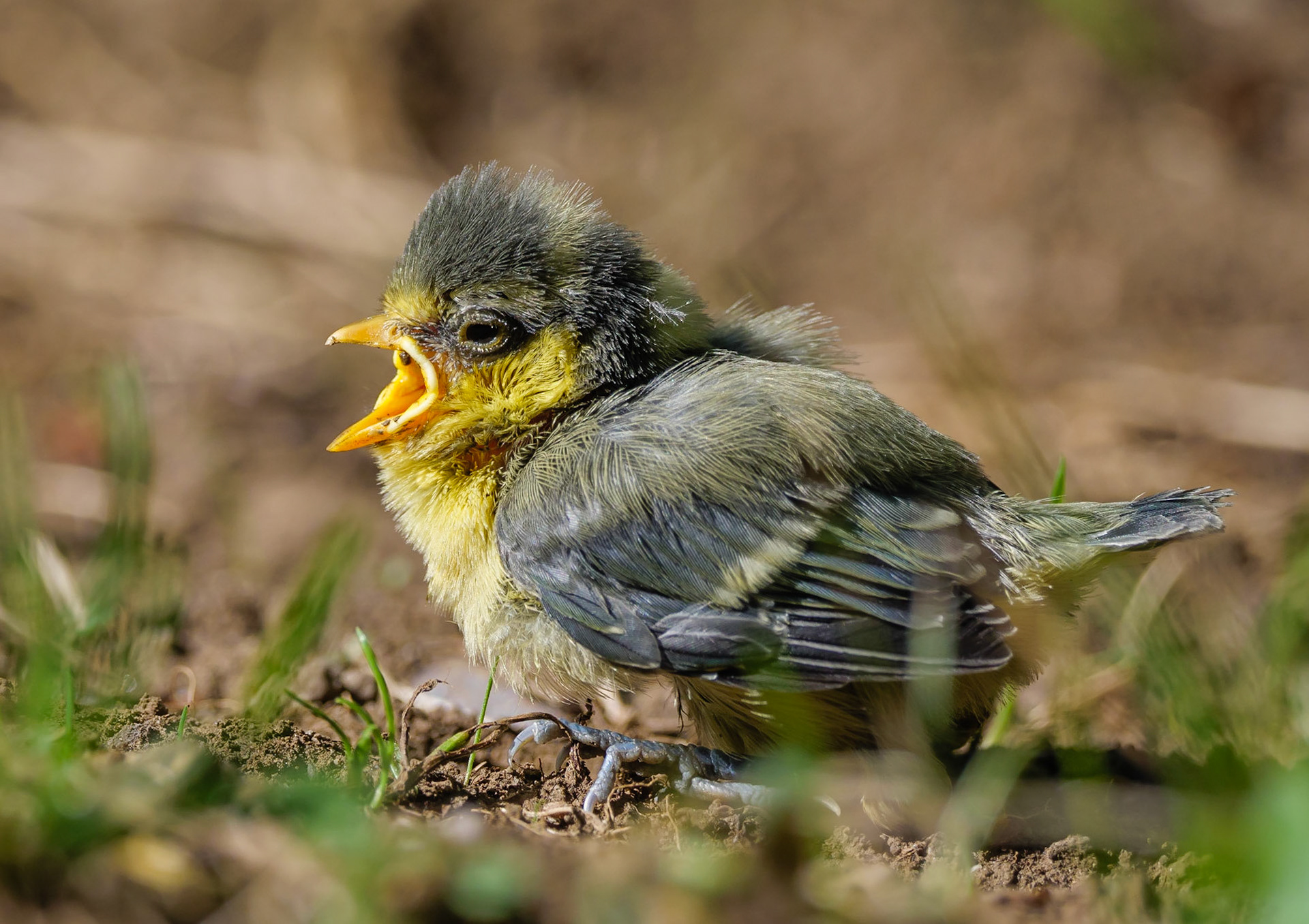 Blue Tit