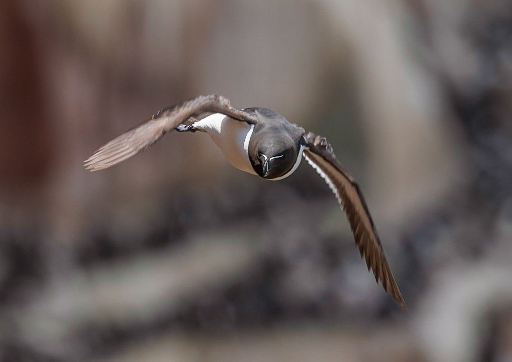 Razorbill