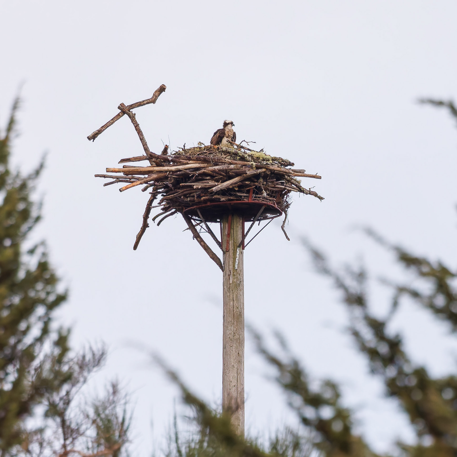 Osprey