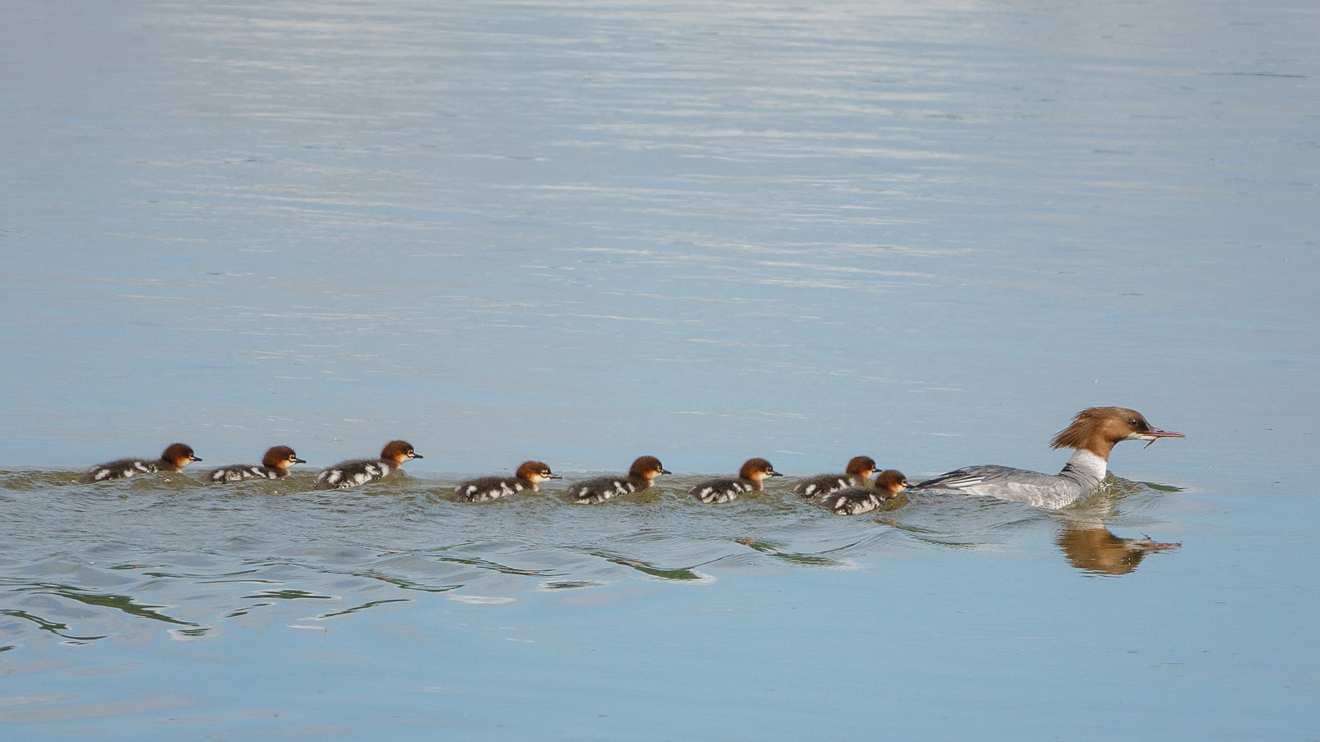 Goosander