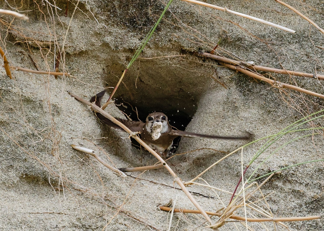 Sand Martin