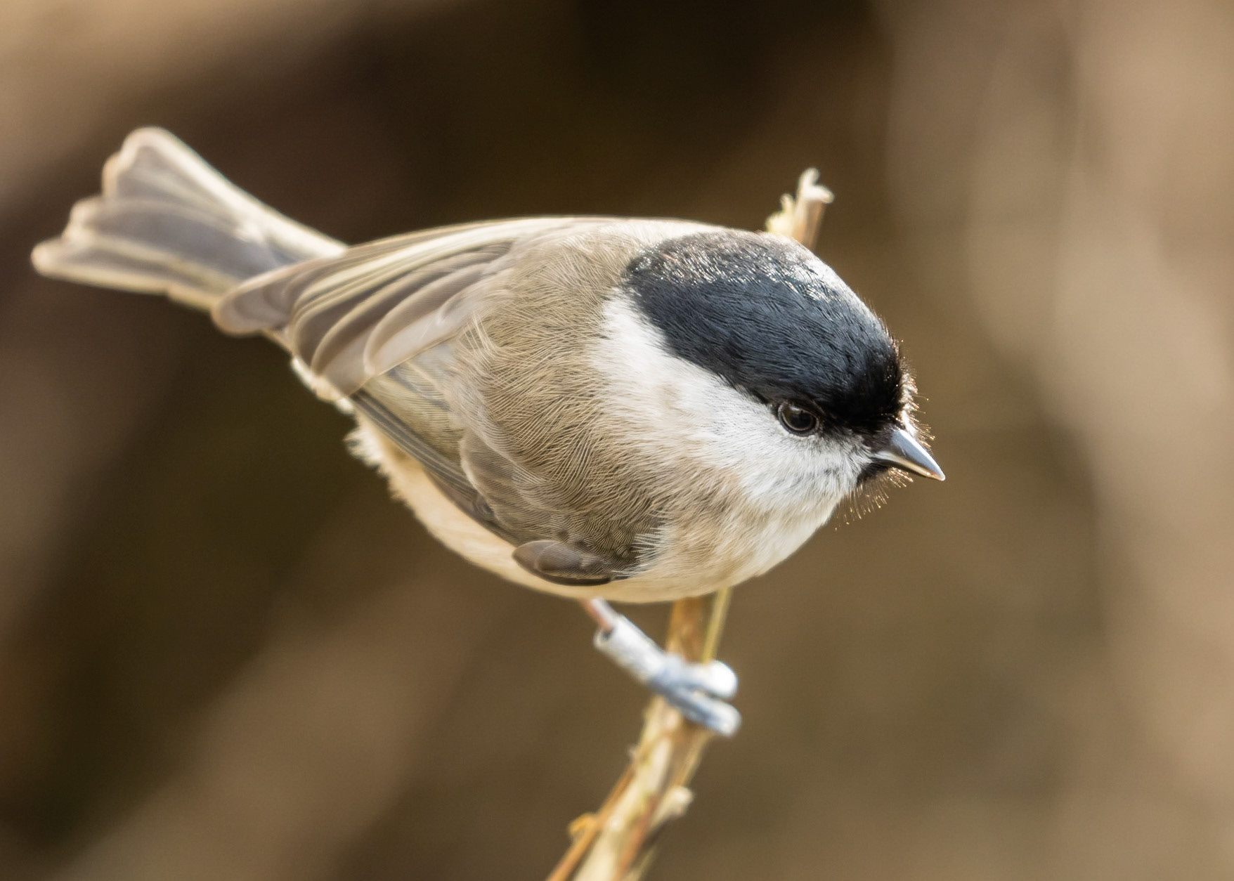 Marsh Tit