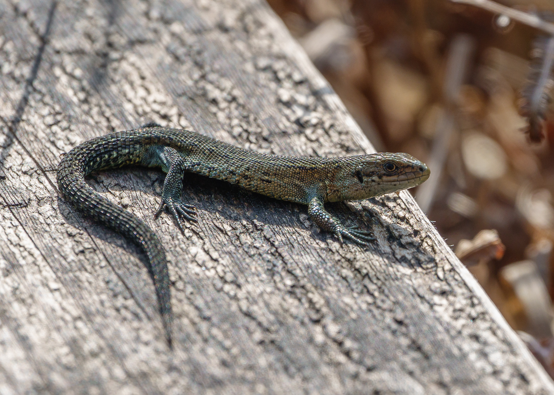 Common Lizard
