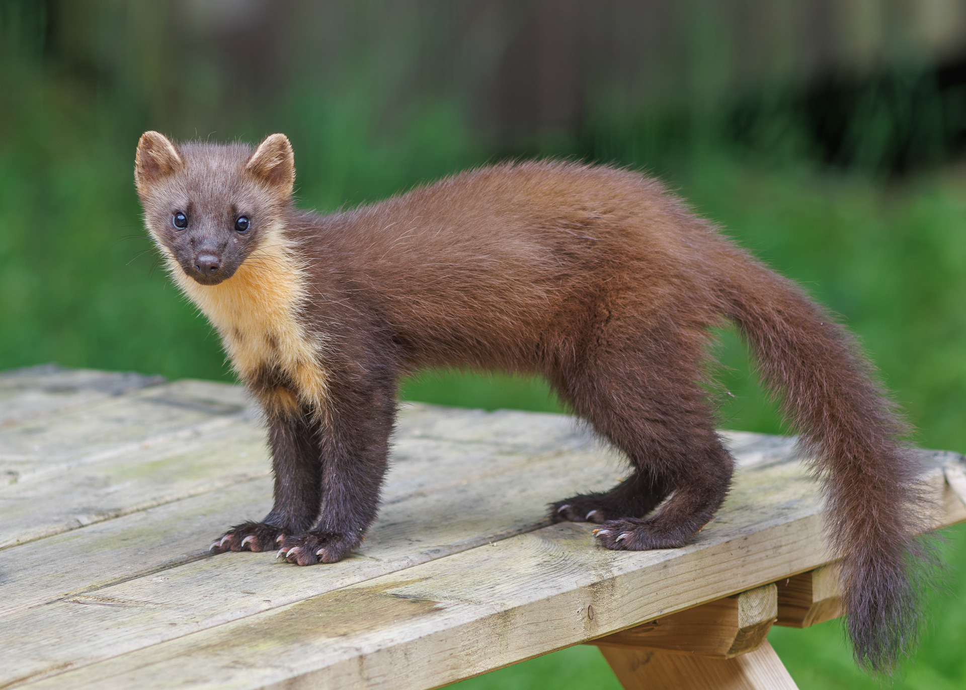 Pine Marten