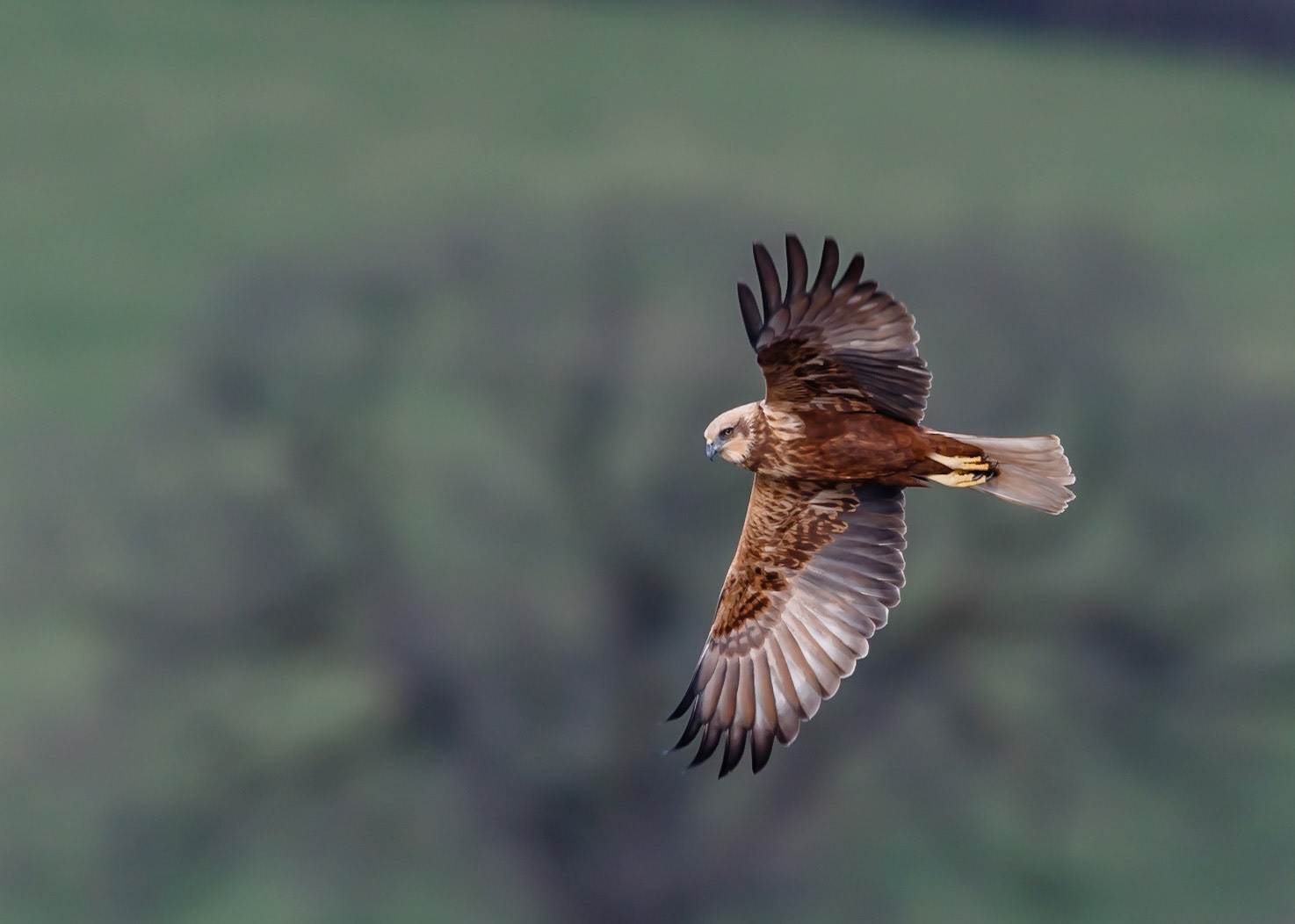 Marsh Harrier