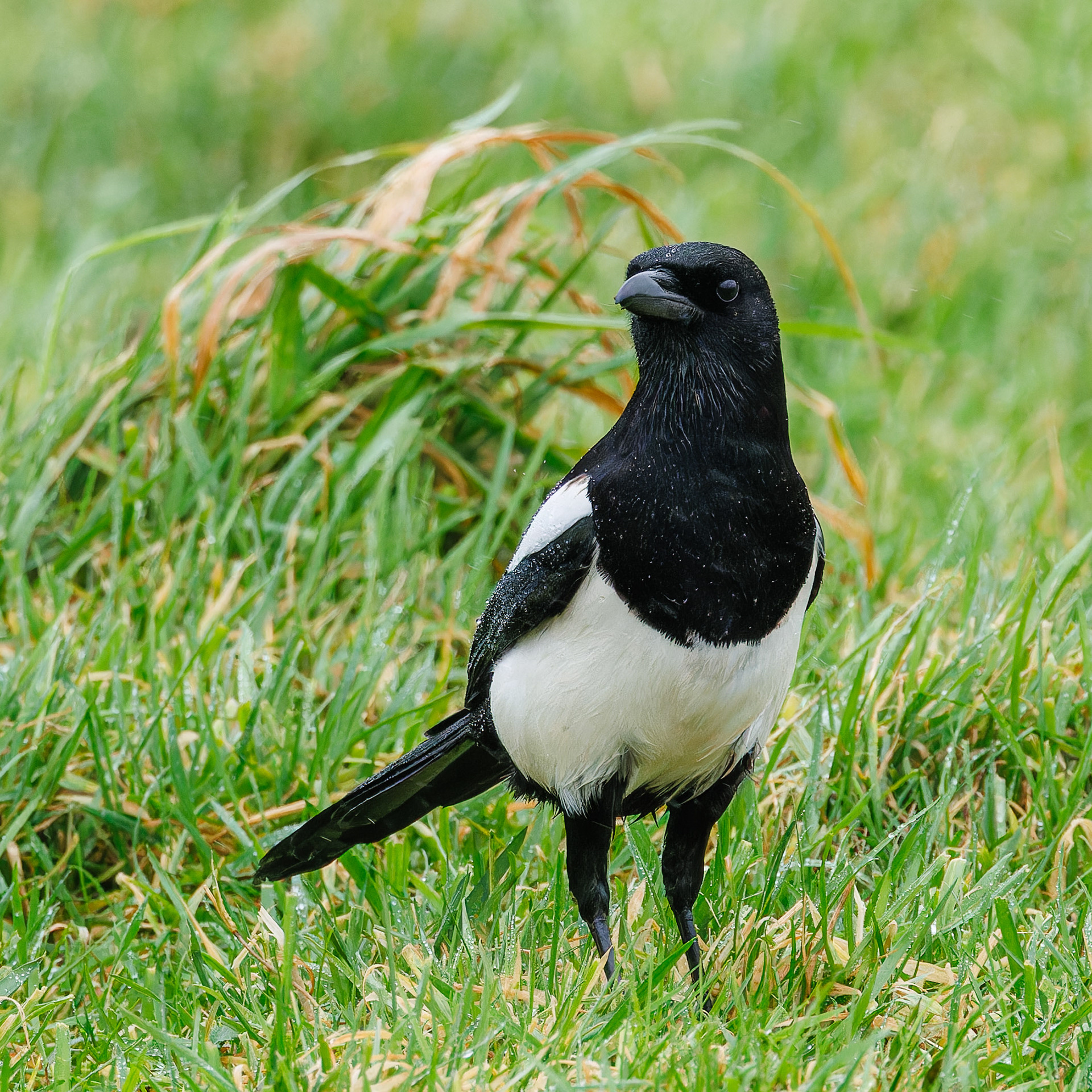 Magpie