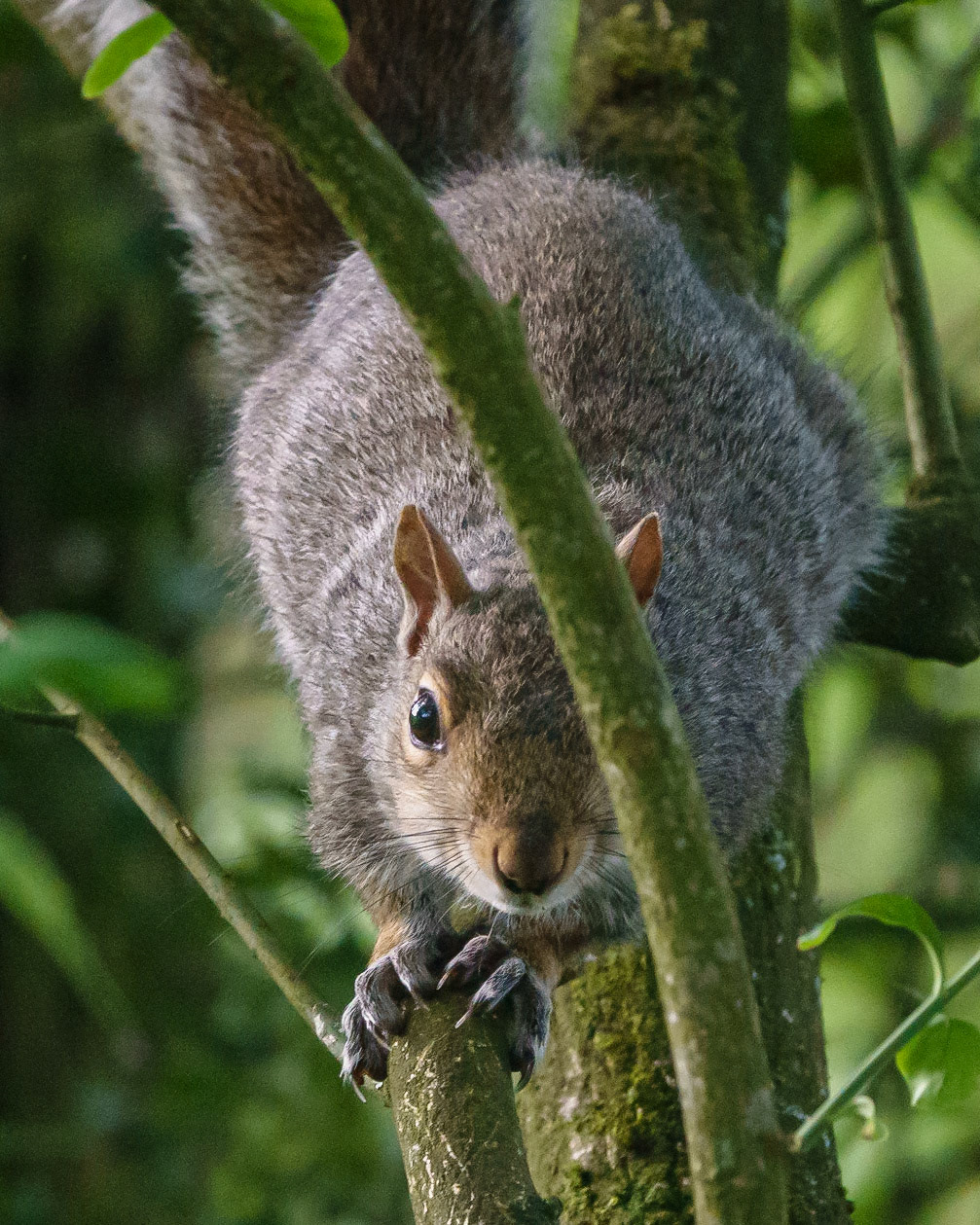 Grey Squirrel