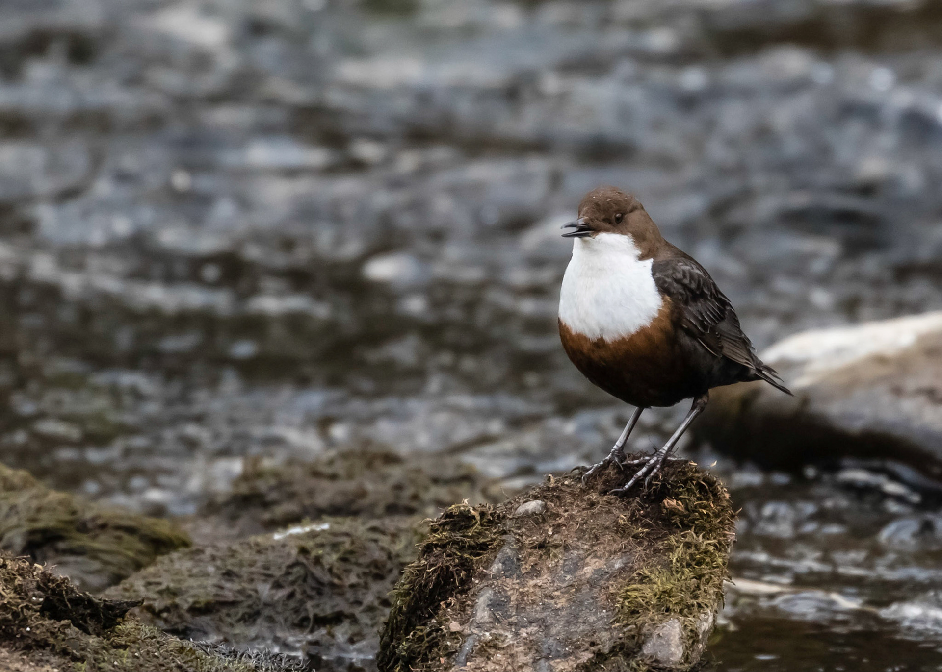 Dipper