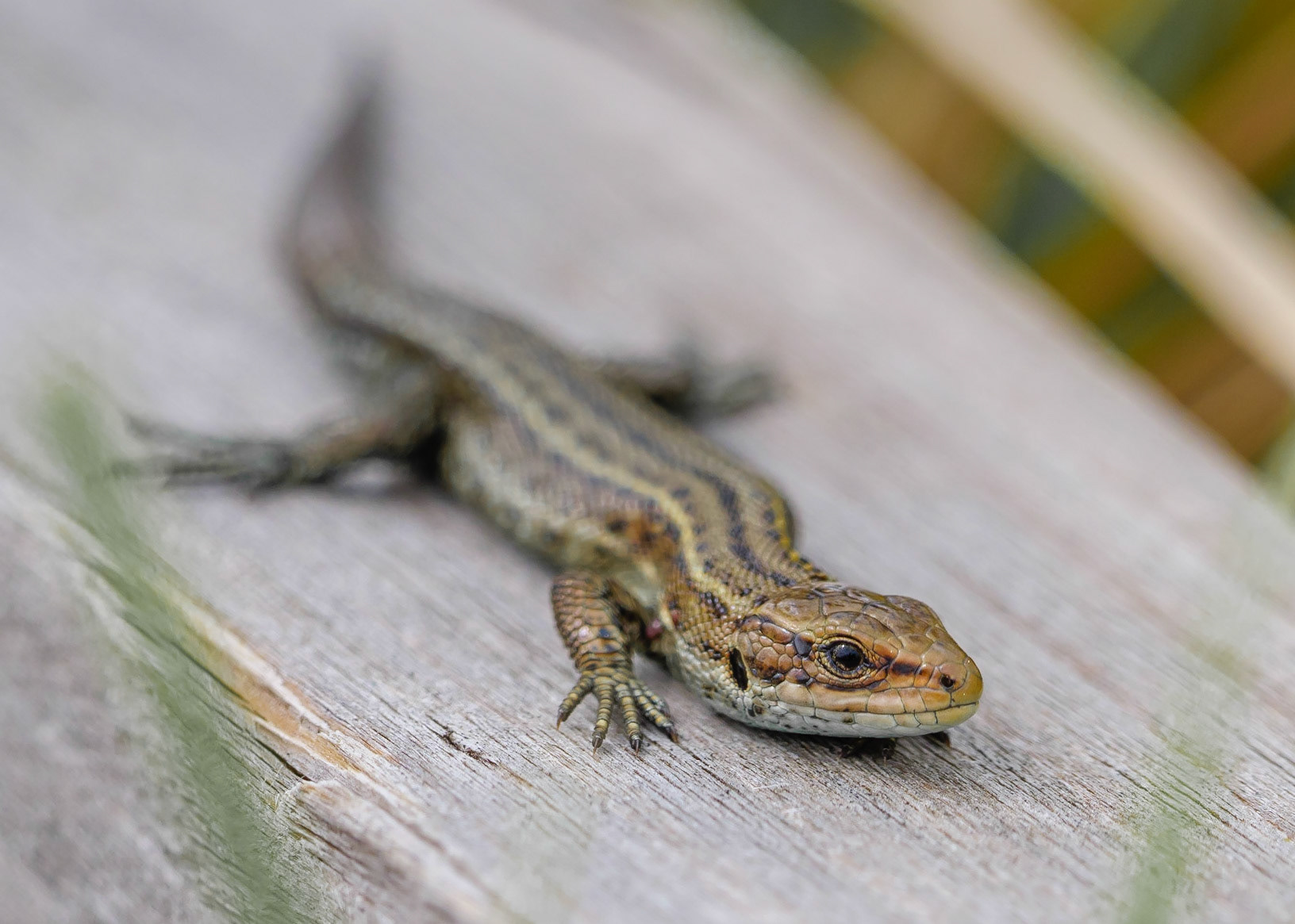 Common Lizard