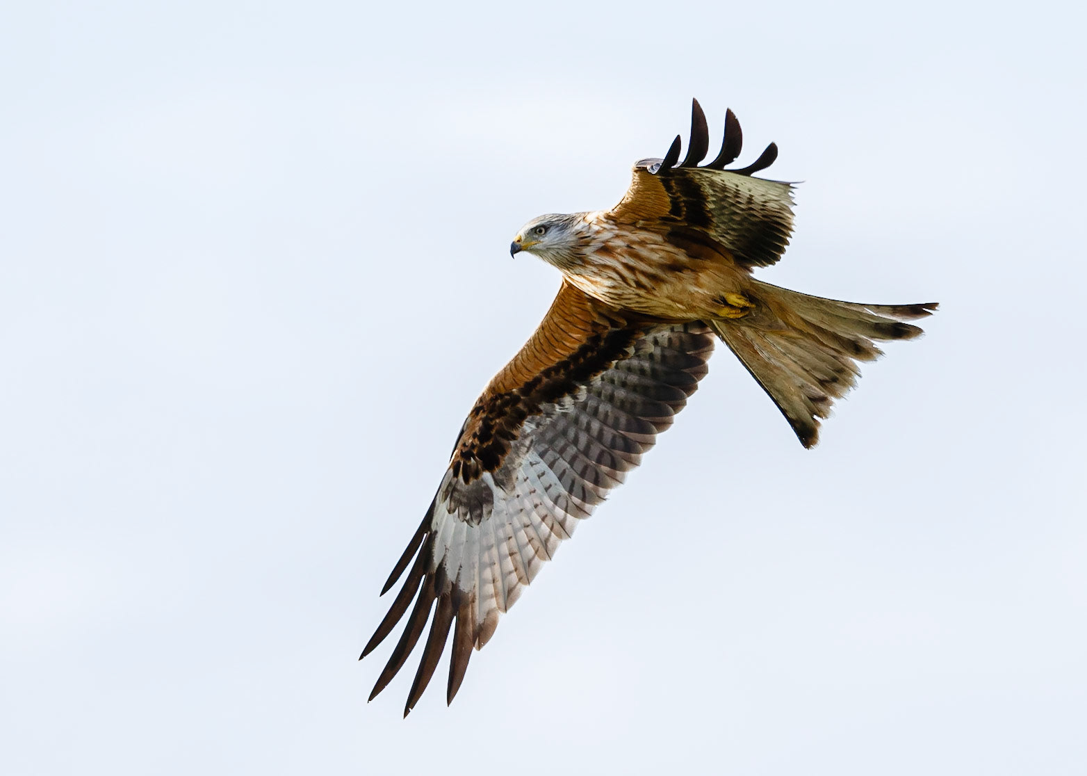 Red Kite