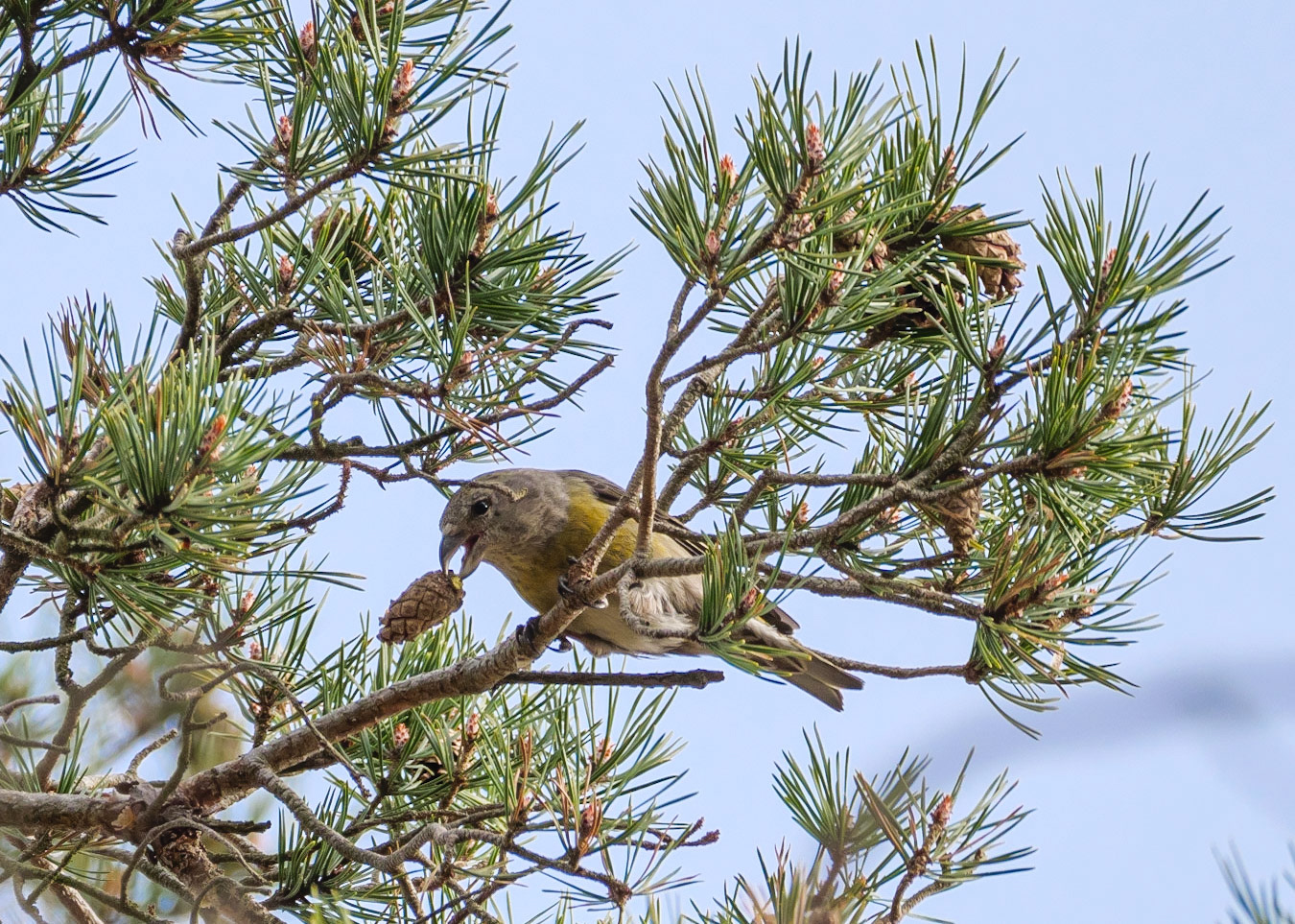 Crossbill