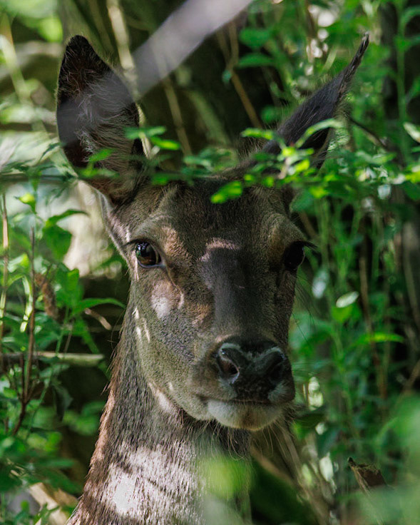 Red Deer