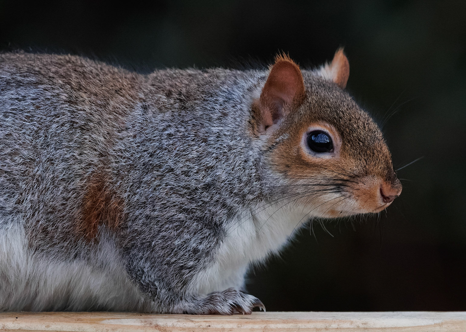 Grey Squirrel