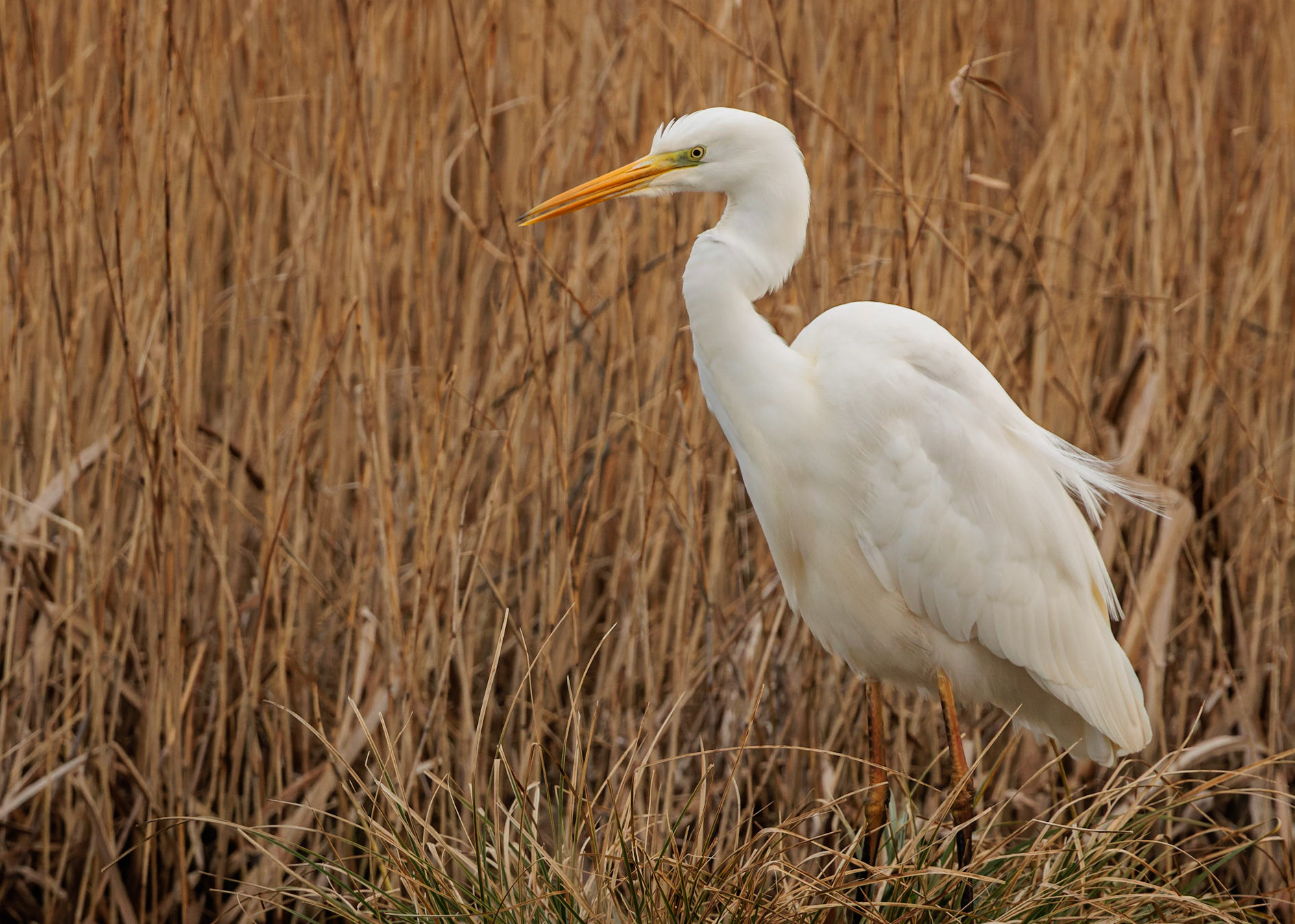 Great White Egret