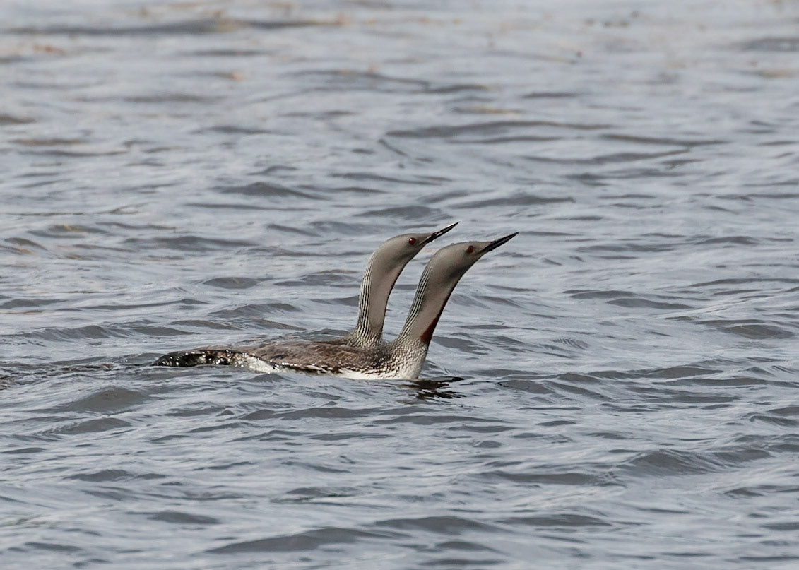 Red-throated Diver