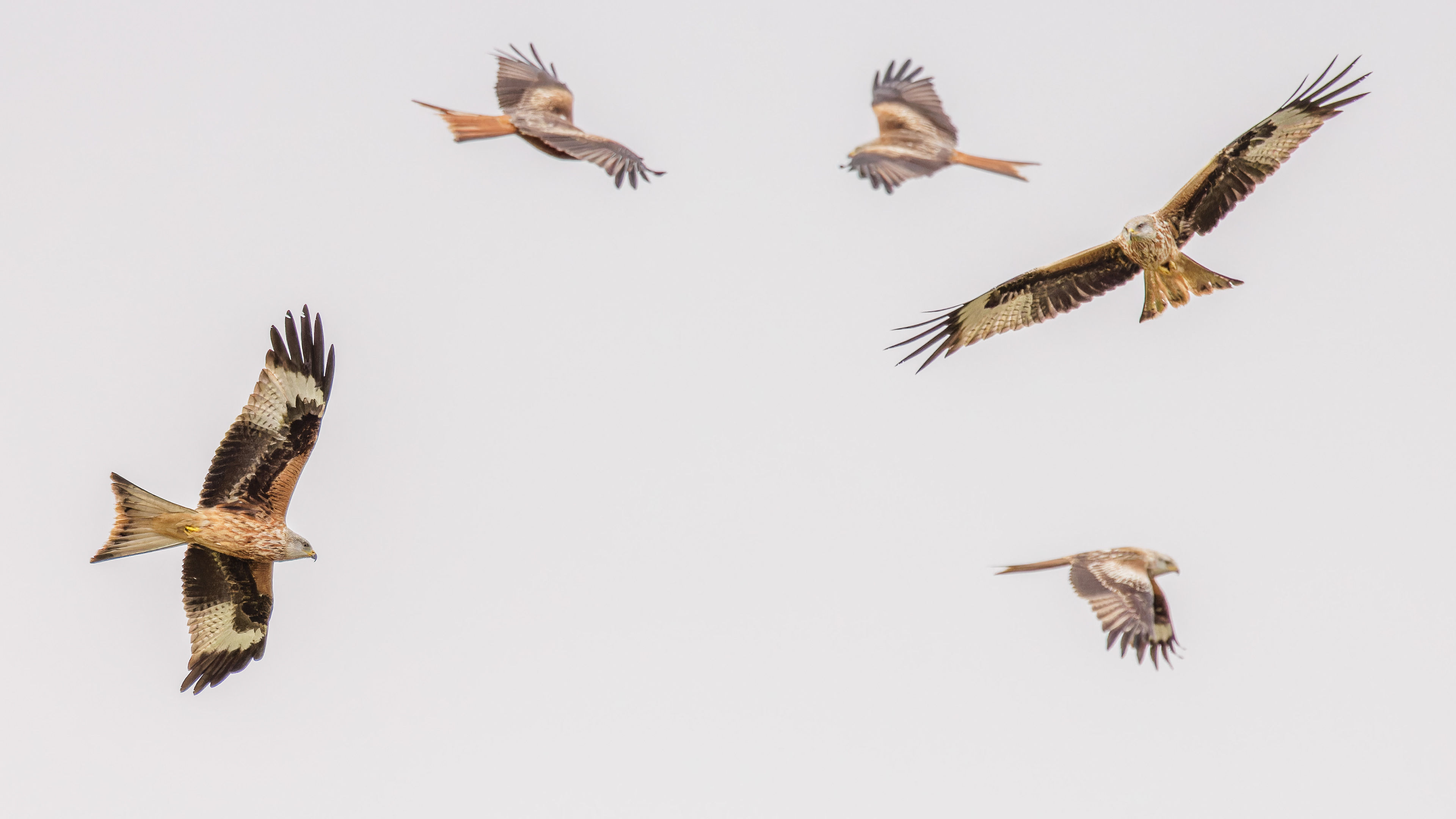 Red Kites