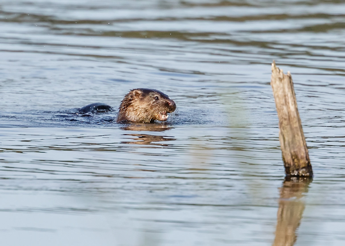Otter