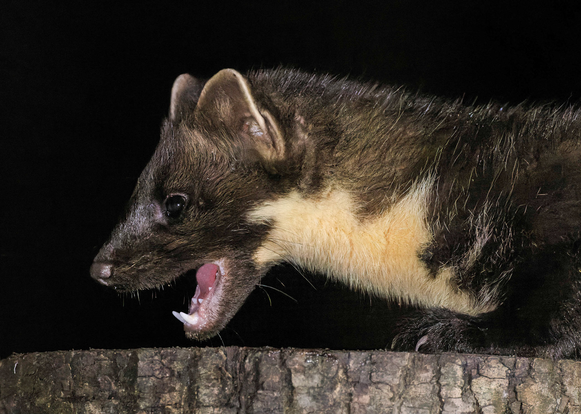 Pine Marten
