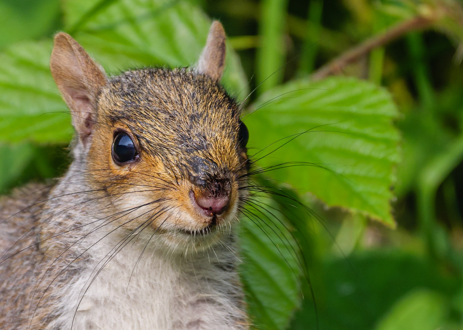 Grey Squirrel