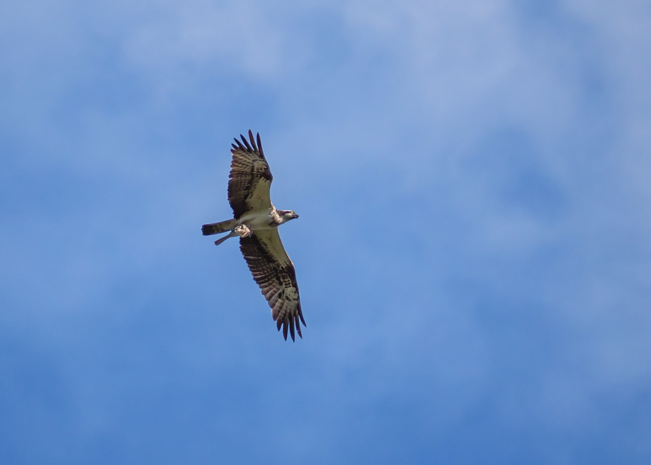 Osprey